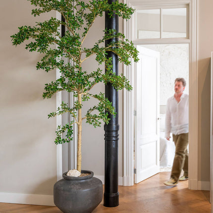 Konstväxt Buchida Buceras Shady Lady träd XL - ↕280cm