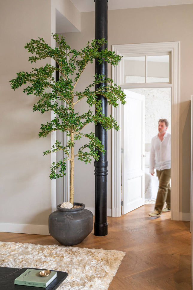 Konstväxt Buchida Buceras Shady Lady träd XL - ↕280cm