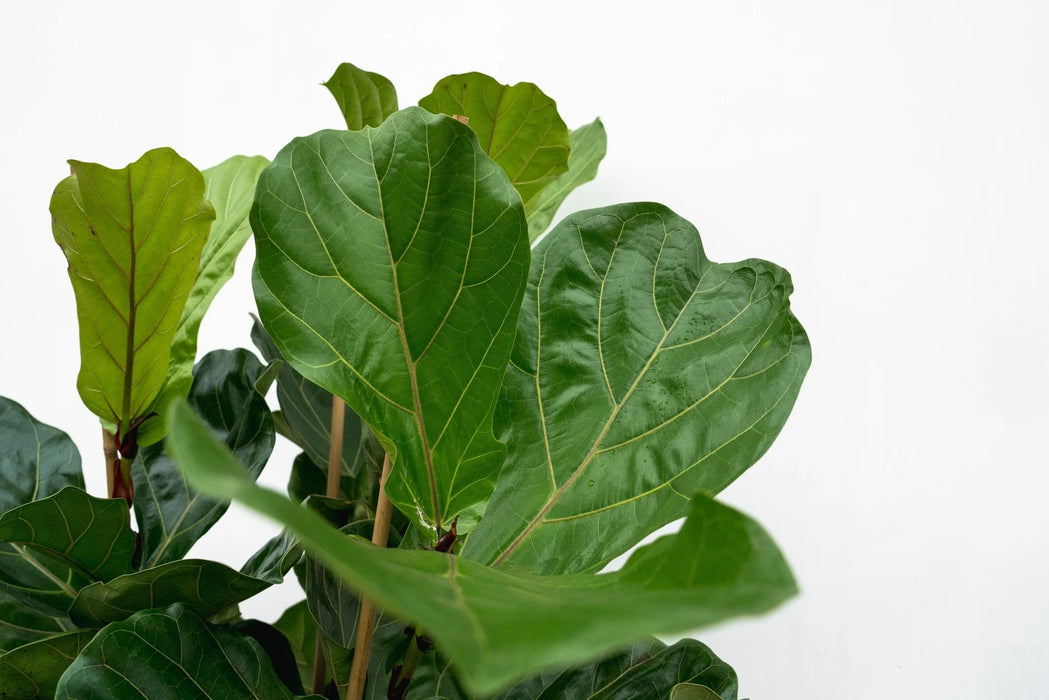 Ficus Lyrata struik - ↕180cm - Ø30-35cm