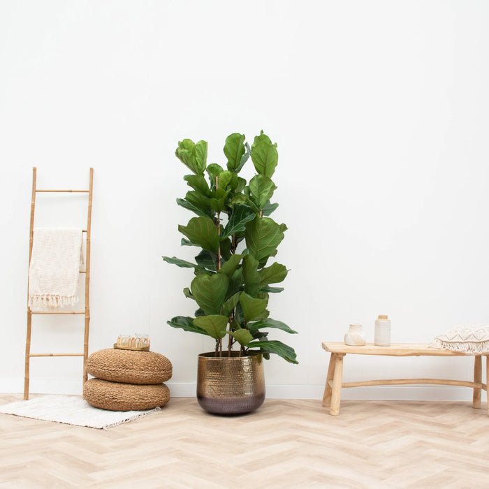 Ficus Lyrata struik - ↕180cm - Ø30-35cm