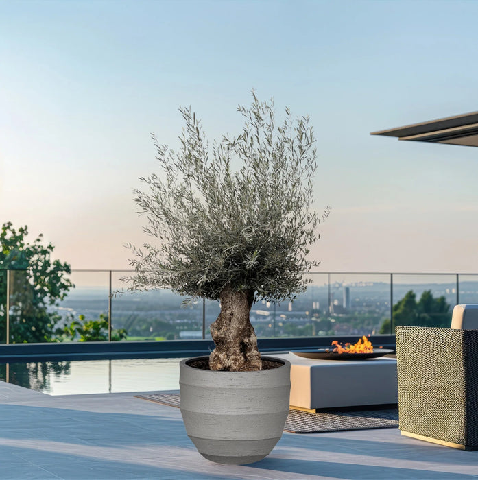 Olea Europaea Bonsai - Olijfboom - ↕225cm- Ø80cm