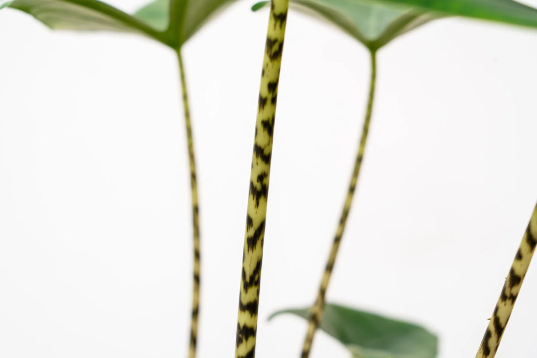 Alocasia Zebrina - Olifantsoor - ↕80-100cm - Ø19cm