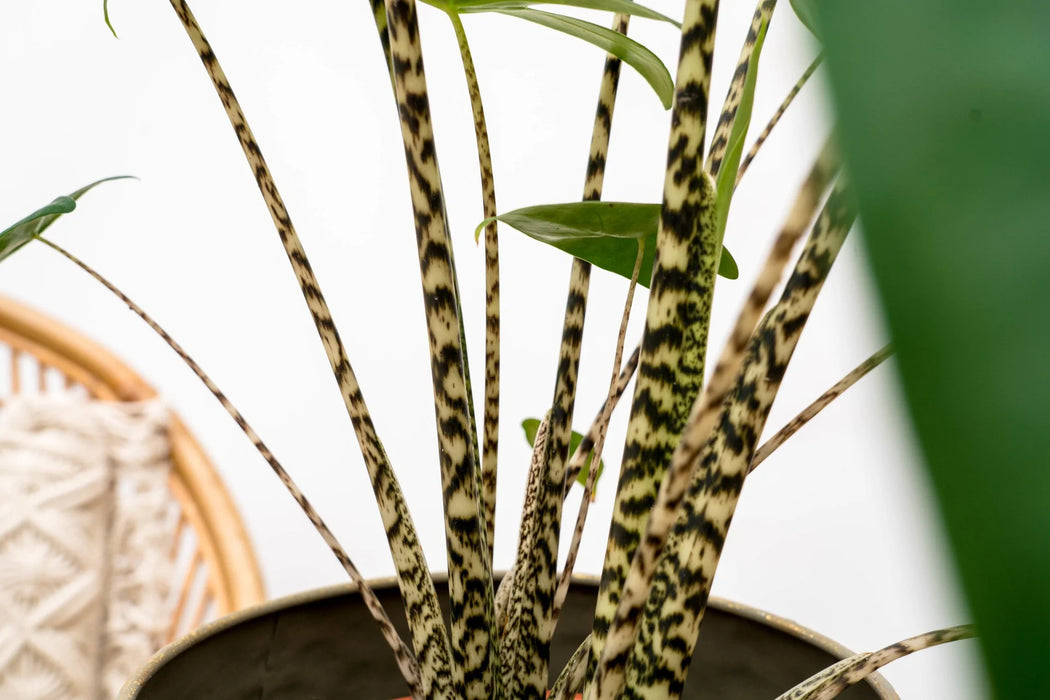 Alocasia Zebrina - Olifantsoor - ↕80-100cm - Ø19cm