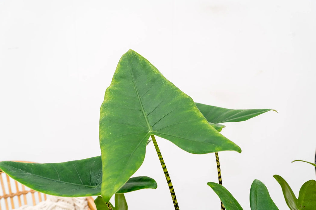 Alocasia Zebrina - Olifantsoor - ↕80-100cm - Ø19cm