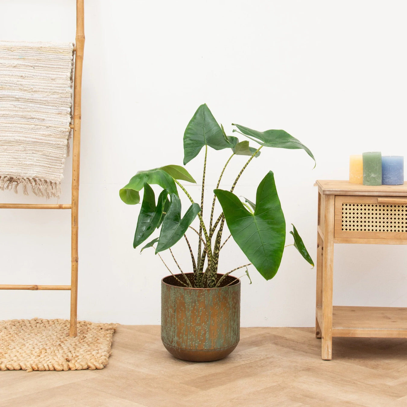 Black Friday Planten