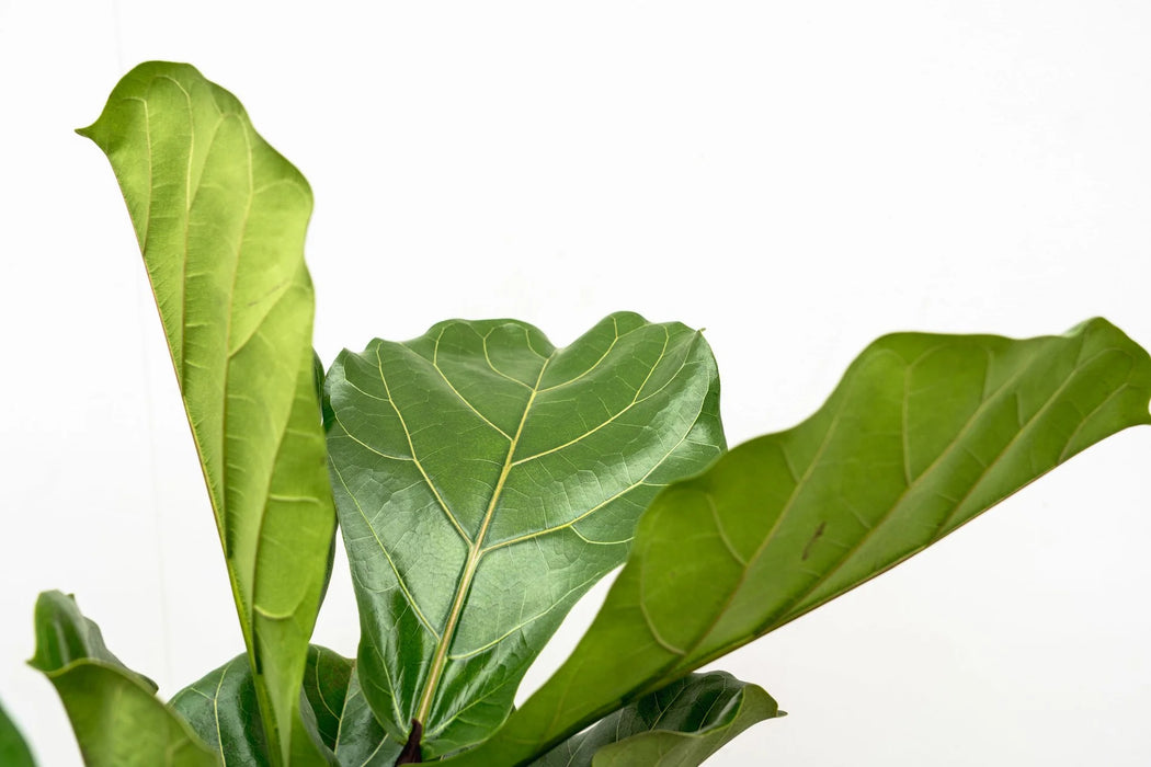 Ficus Lyrata vertakt - ↕180cm - Ø30cm