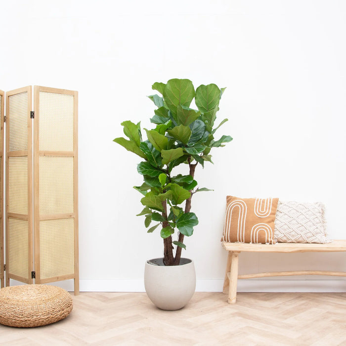Ficus Lyrata vertakt - ↕180cm - Ø30cm