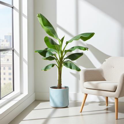 Pianta di banano (Musa) inclusa la varietà Ocean Round Atlantic Blue - ↕100cm - Ø22cm