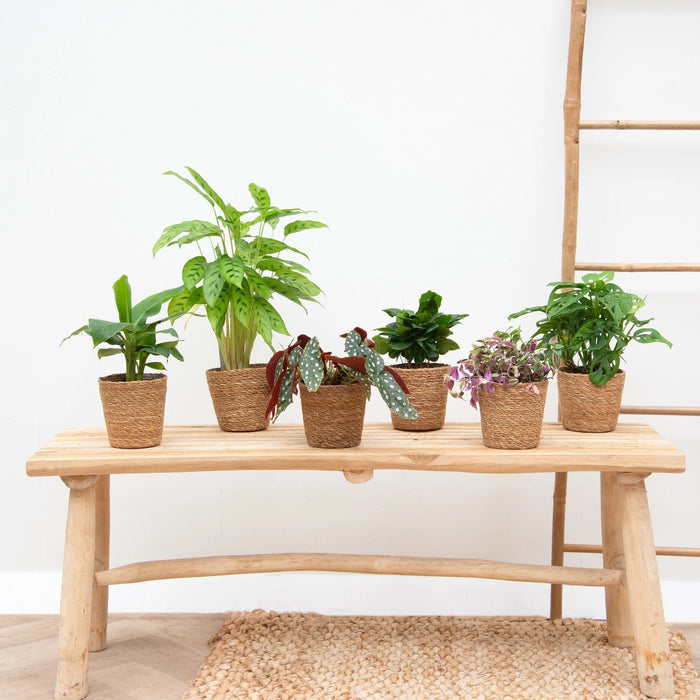 Verrassingsbox - 6 planten - ↕20-40cm - Ø12cm