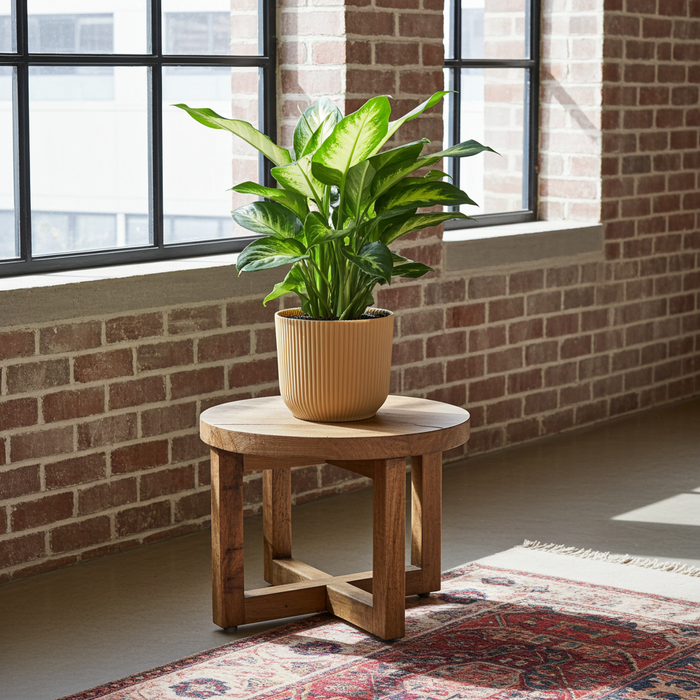 Dieffenbachia 'Camilla' in elho Vibes Fold Ø14cm yellow - ↕30-40cm