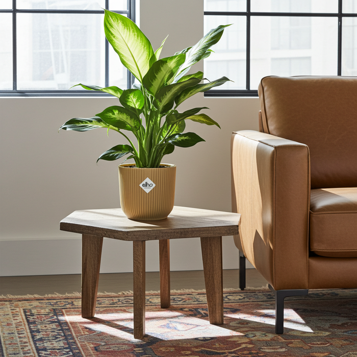Dieffenbachia 'Camilla' in elho Vibes Fold Ø14cm yellow - ↕30-40cm