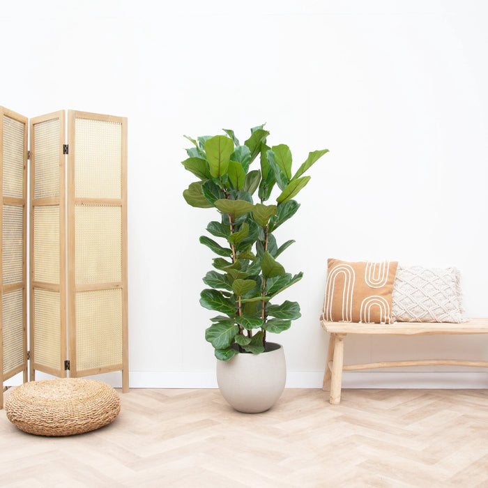 Ficus Lyrata struik - ↕160cm - Ø30cm