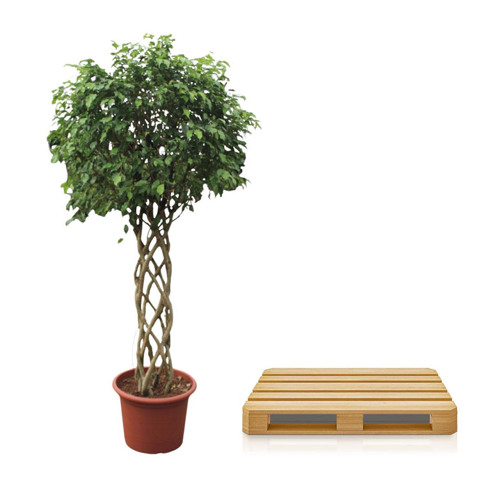 Ficus Benjamina Exotica gevlochten stam - ↕250cm - Ø55cm
