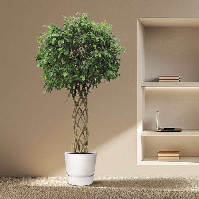 Ficus Benjamina Exotica gevlochten stam - ↕250cm - Ø55cm
