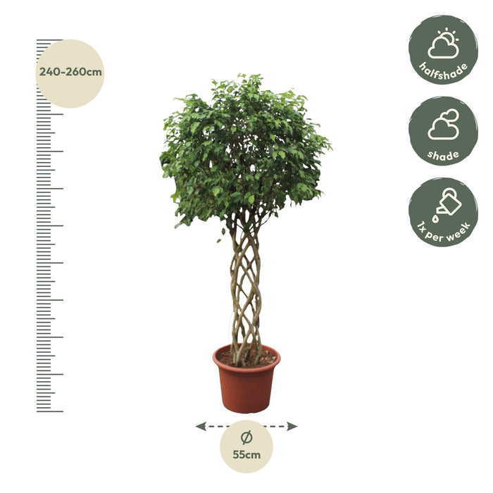 Ficus Benjamina Exotica gevlochten stam - ↕250cm - Ø55cm