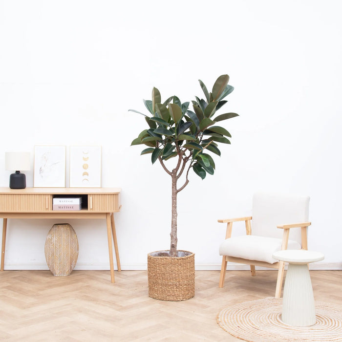 Ficus Elastica Burgundy - ↕170cm