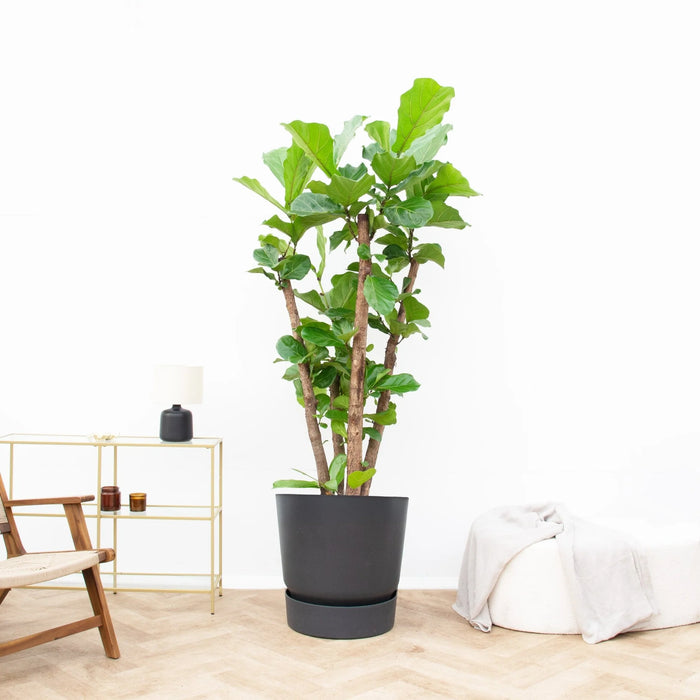 Ficus Lyrata vertakt XXL - ↕230cm - Ø40cm