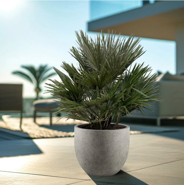 Chamaerops Humilis struik - Dwergpalm - ↕130cm - Ø24cm