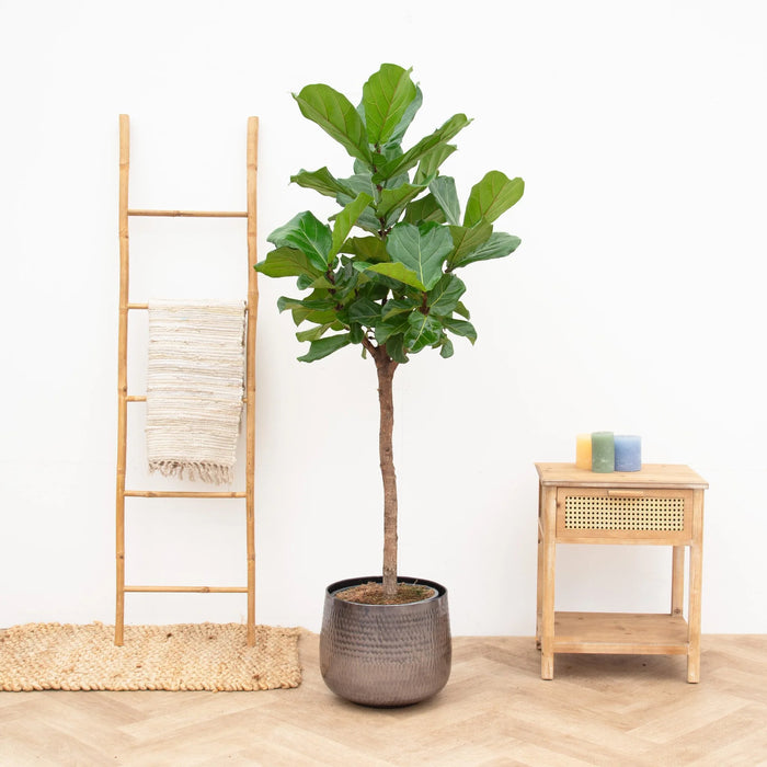 Ficus Lyrata boom - ↕180cm - Ø30cm