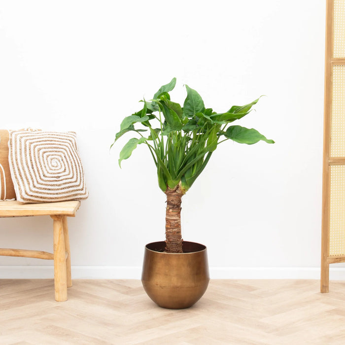 Alocasia Cucullatta stam - ↕75cm - Ø26cm