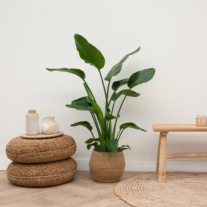 Strelitzia Nicolai - Paradijsvogelplant - ↕150cm