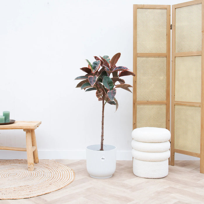 Ficus Elastica Belize op stam - ↕130cm - Ø24cm