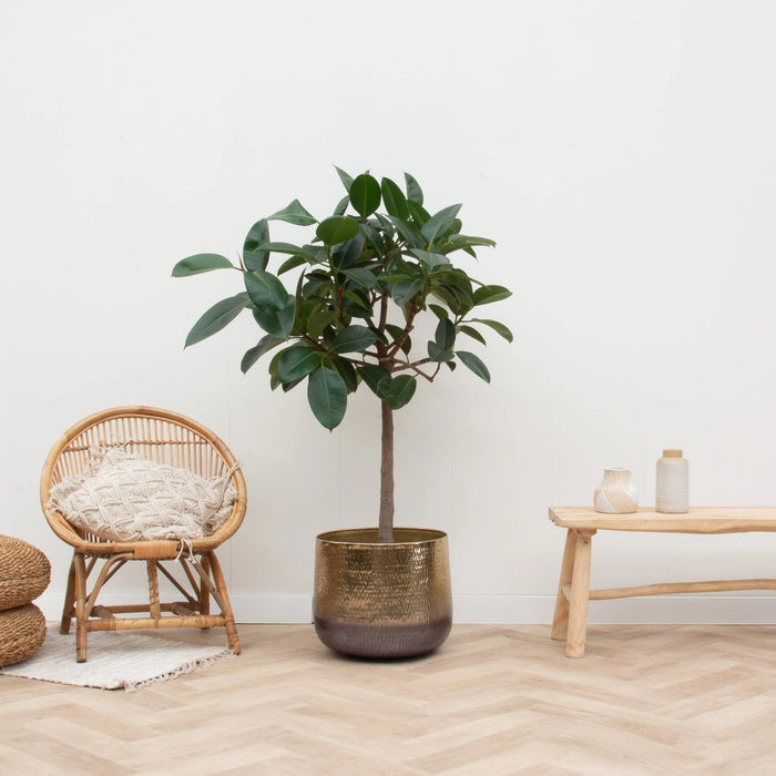 Ficus Elastica Robusta stam - ↕160cm - Ø32cm