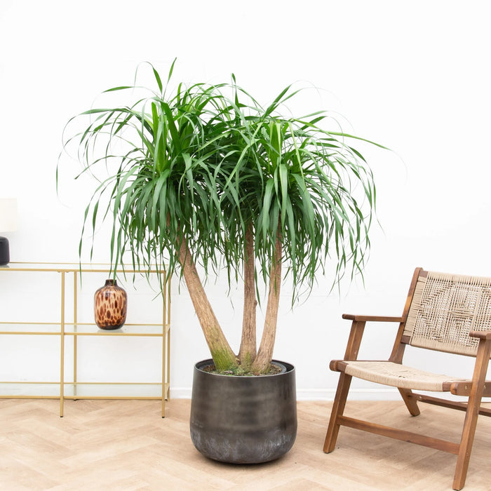 Beaucarnea multi stam - ↕130cm