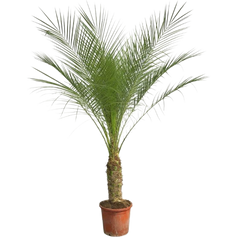 Collection image for: Phoenix Roebelenii (Palma da datteri nana)