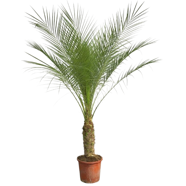 Phoenix Roebelenii am Stamm – 210 cm – 200 cm