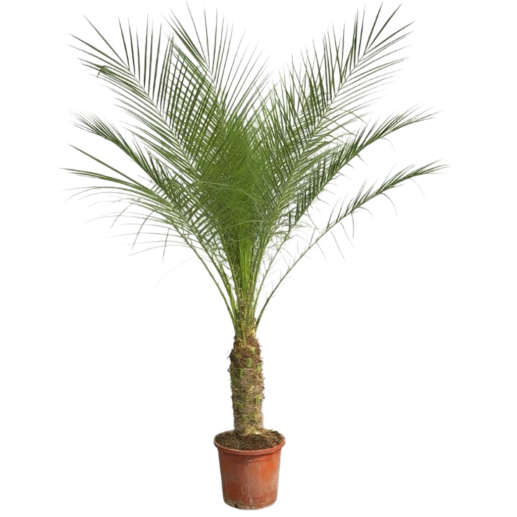Phoenix Roebelenii (Dattier Nain)