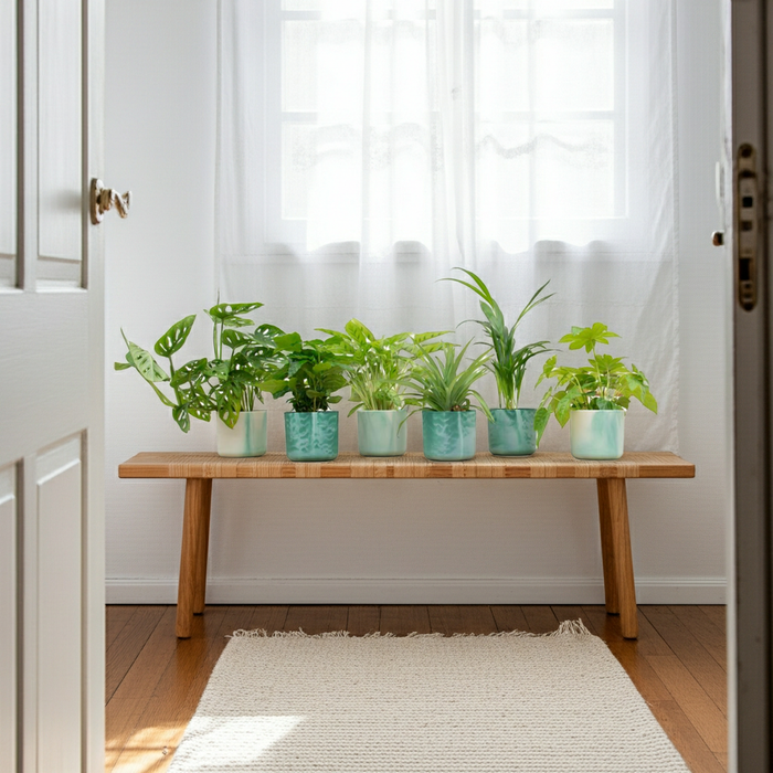 Surprise box - 6 plants including elho Ocean Round Pacific Green - Ø14cm