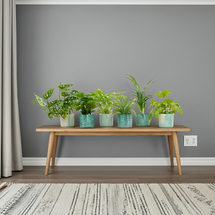 Verrassingsbox - 6 planten inclusief elho Ocean Round pacifisch groen - Ø14cm