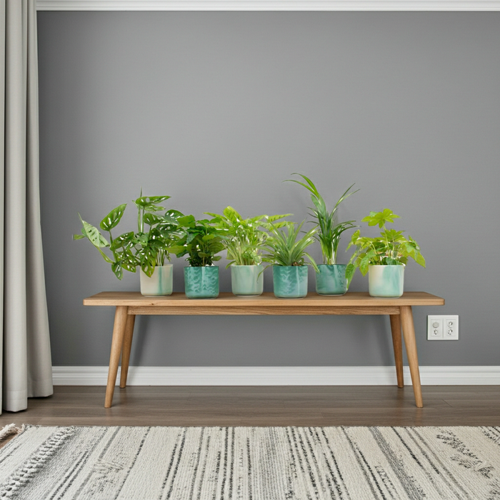 Surprise box - 6 plants including elho Ocean Round Pacific Green - Ø14cm