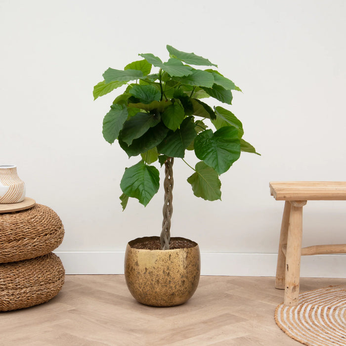 Ellen Brass - 25x19 - Plantenpot