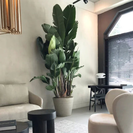 Spand Beige Vasket - M - 50x40 - Keramikpotter | Betonlook Plantekasse