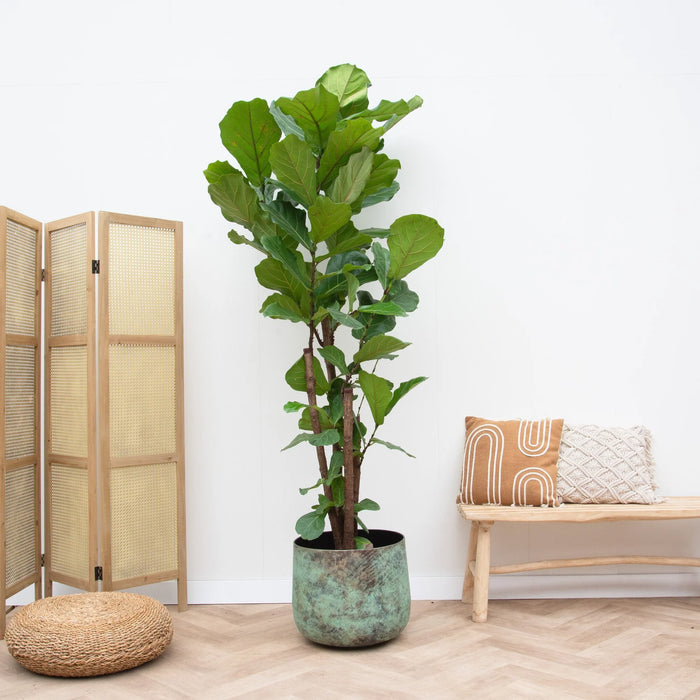 Ficus Lyrata vertakt XXL - ↕230cm - Ø40cm