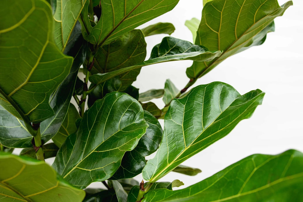 Ficus Lyrata struik - ↕180cm - Ø30-35cm