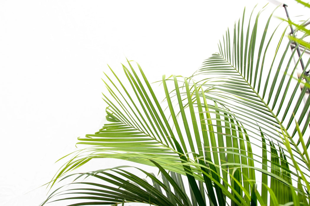 Areca Palm (Dypsis Lutescens) - Goudpalm - ↕200cm - Ø34cm