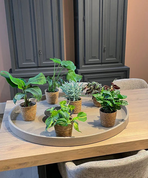 Verrassingsbox - 6 planten - ↕20-40cm - Ø12cm