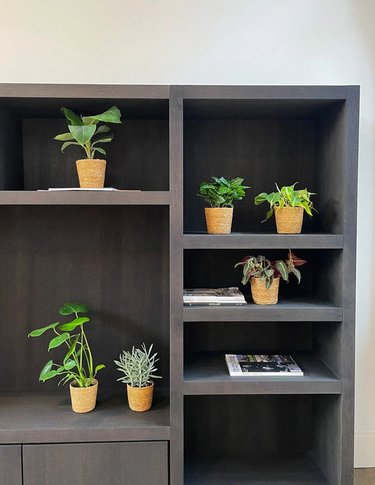 Verrassingsbox - 6 planten - ↕20-40cm - Ø12cm