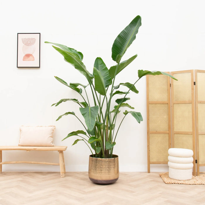 Strelitzia Nicolai de luxe XXL - ↕250cm - Ø40cm