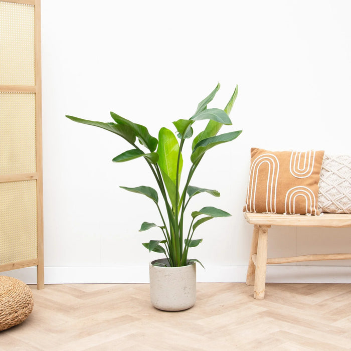 Strelitzia Nicolai - Paradijsvogelplant - ↕90cm - Ø19cm