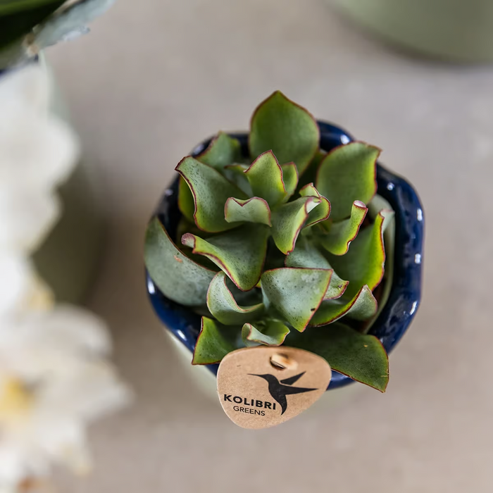Kolibri Home | Funky sierpot - Green - Ø9cm