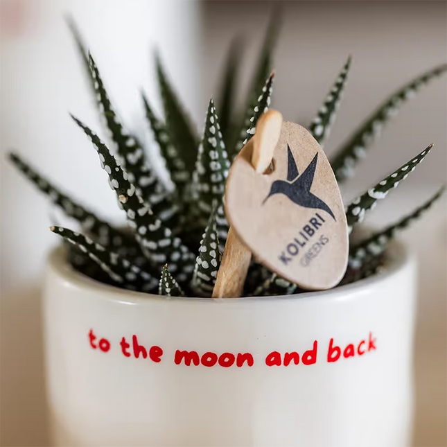 Hogar Kolibri | Maceta decorativa "Hasta la luna y de vuelta" - Ø6 cm