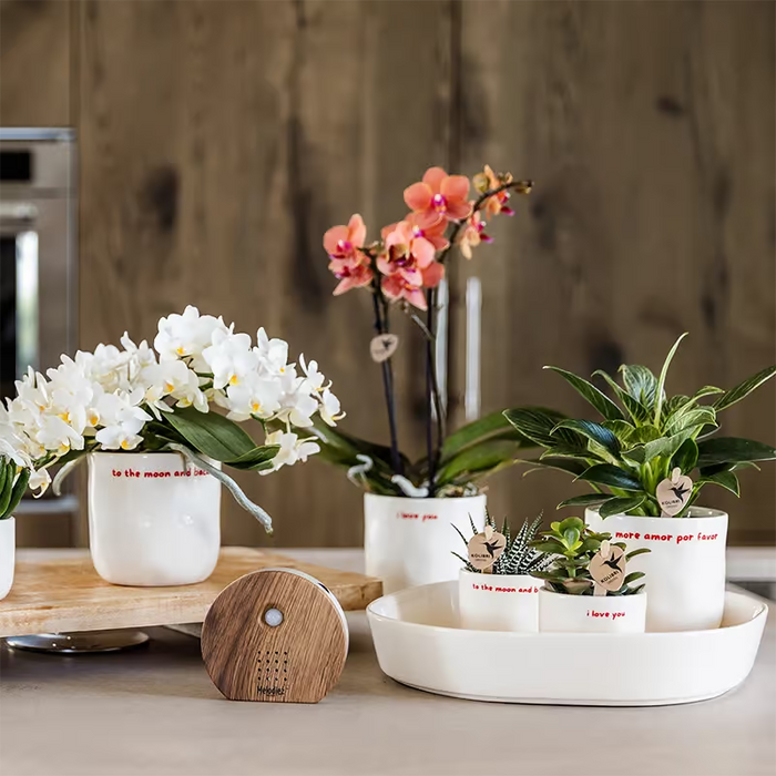 Kolibri Home | To the moon and back sierpot - Ø9cm