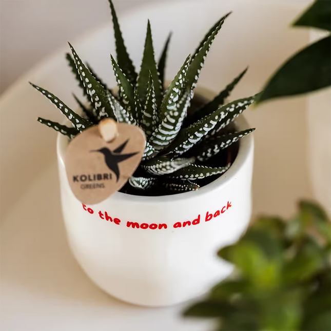 Kolibri Home | Maceta decorativa "Hasta la luna y de vuelta" - Ø9 cm