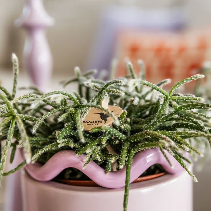 Kolibri Home | Funky sierpot - Pink - Ø9cm