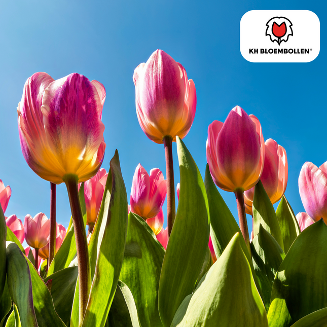 Bulbi di tulipano leggeri e sognanti – 20 pezzi | KH Bloembollen® | Bellissimi colori pastello – Per giardino o vaso – Misura 11/12 – Direttamente dal coltivatore!