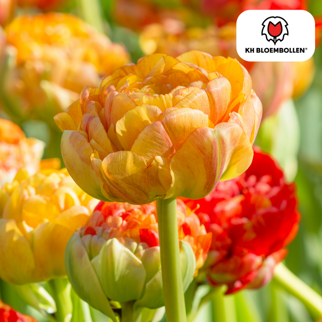 Bulbi di tulipano doppio Gudoshnik – 20 pezzi | KH Bloembollen® | Tulipani a fiore doppio gialli, arancioni e rossi – Simili a peonie e colorati – Per giardino o vaso – Misura 11/12 – Freschi dal coltivatore